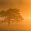 Scots Pine (Pinus sylvestris) silhouetted in mist at sunrise